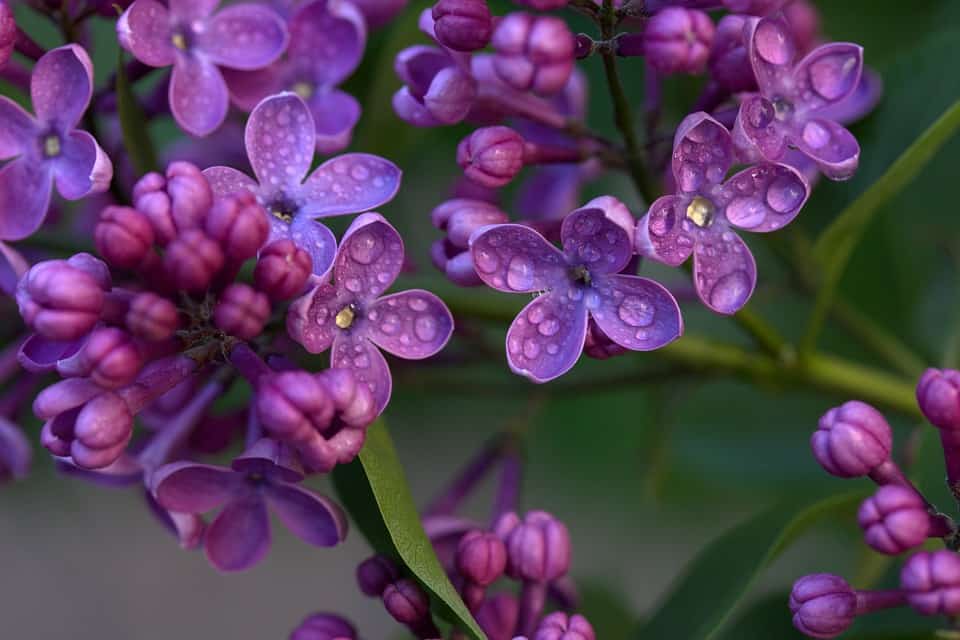 do lilacs grow in the shade