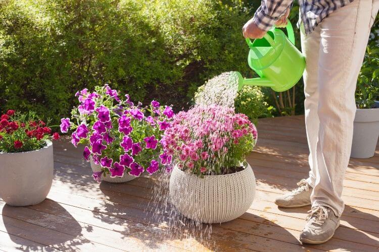 How Much Water Do Petunias Need