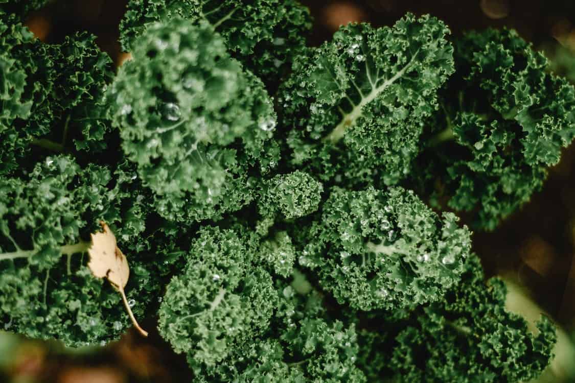 Is Kale Easy To Grow?